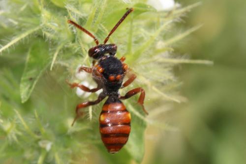 Réf. 244 891 : Nomada sp.